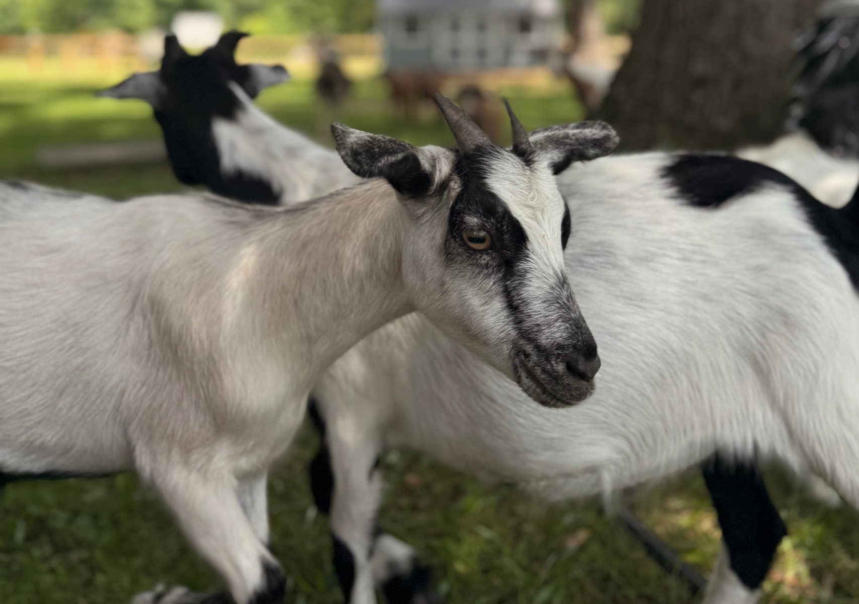 Smith Farm Goat Sanctuary